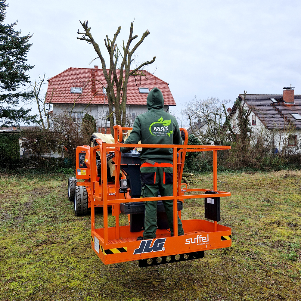 Baumschnitt durch PRISCO Gartenbau
