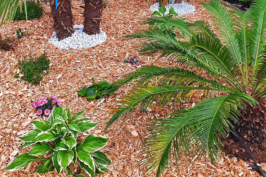 Beet mit Palmen von PRISCO Gartenbau